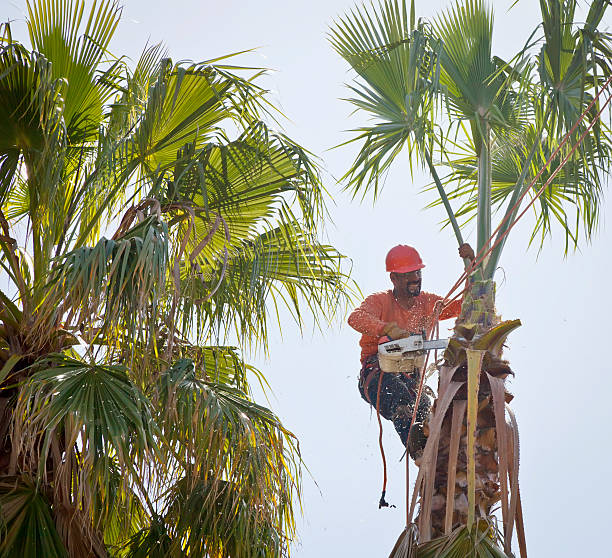 Best Tree Pruning Services  in Shippensburg, PA